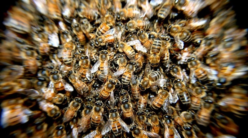 Локальные новости: Пчелы ужалили женщину более 200 раз: она была полностью покрыта ими