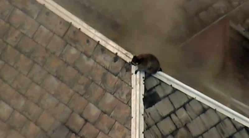 Локальные новости: Енот, застрявший на крыше горящего дома, совершил героический прыжок (видео)
