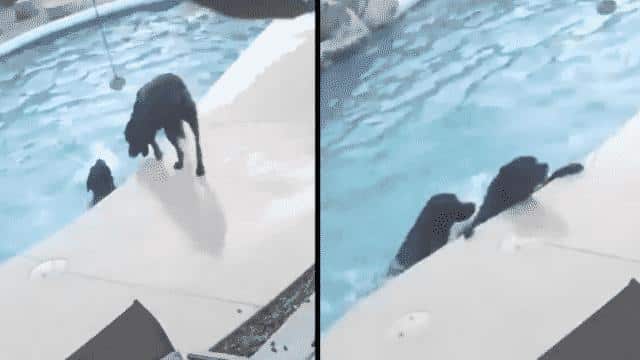 Досуг: Это так мило! Пес спас тонувшего в бассейне «лучшего друга» (видео)