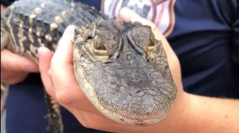 Локальные новости: Женщина любовалась черепахой на заднем дворе — и вдруг заметила аллигатора (видео)