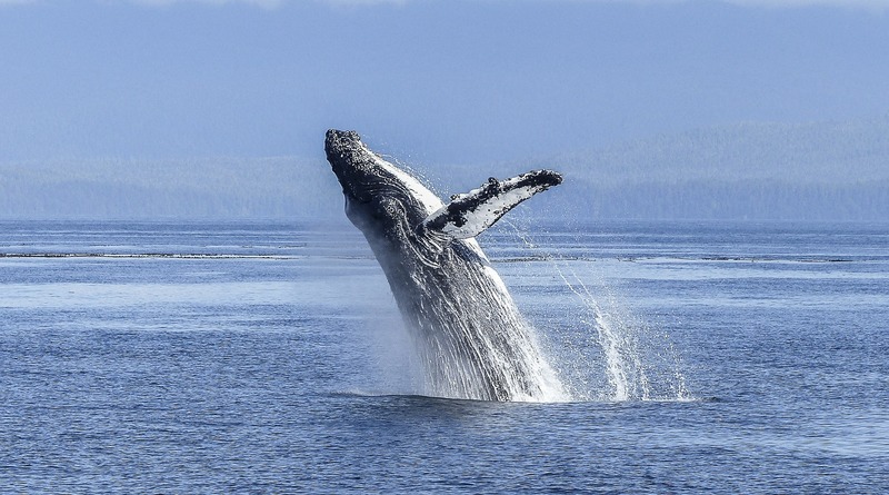 Локальные новости: У побережья Нью-Джерси кит запутался в снастях. Но помощь от людей придет лишь 8 июля