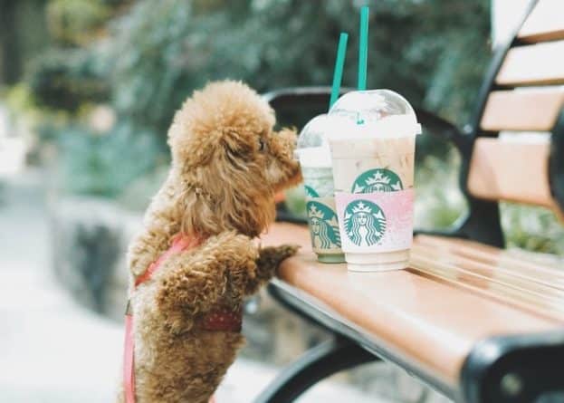 Бизнес: К 2020 году Starbucks полностью откажется от пластиковых трубочек