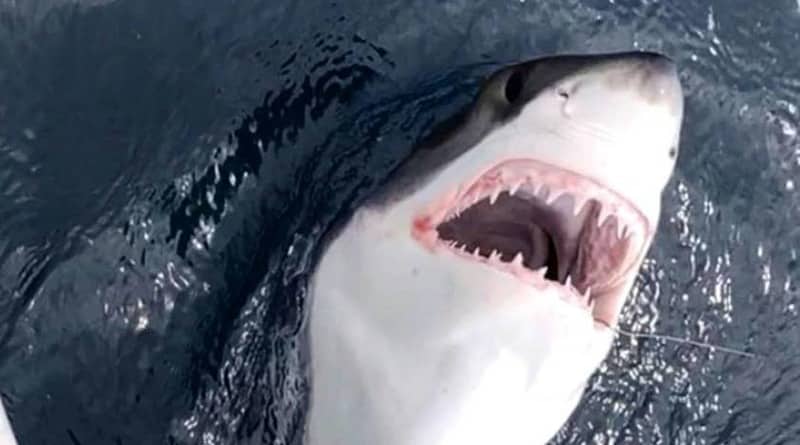 Локальные новости: Рыбак в Нью-Джерси случайно поймал двухметровую белую акулу (фото)