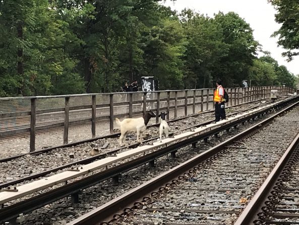 Локальные новости: Сотрудники MTA поймали на линии N в Бруклине «двух плохих мальчиков»