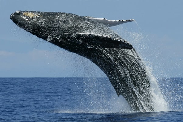 Локальные новости: Синие киты массово возвращаются в Калифорнию (видео)