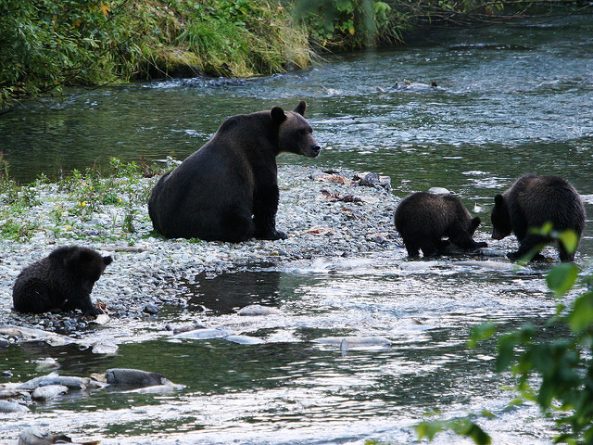 Закон и право: На Аляске судят браконьеров, убивших медвежат и их мать