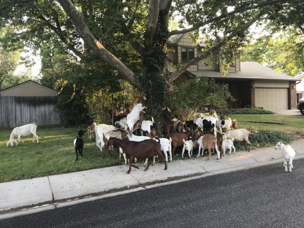 Локальные новости: Большой побег — 118 коз наделали шуму в Айдахо