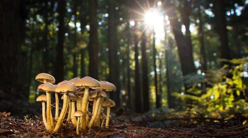 Здоровье: Десятки жителей Нью-Джерси отравились дикорастущими грибами