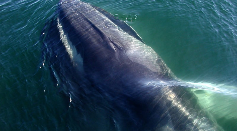 Локальные новости: 16-метрового финвала выбросило на берег в США (фото)