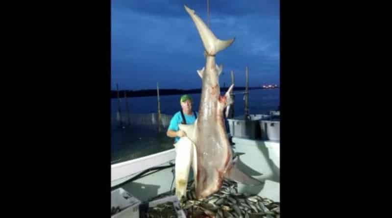 Локальные новости: В США выловили гигантскую 140-килограммовую акулу-быка (фото)