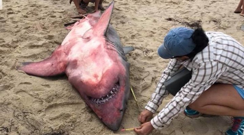 Наука: На берег выбросило странную акулу красного цвета со свинцовыми гирями в желудке (фото 18+)