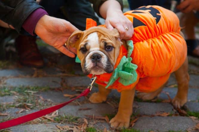 Локальные новости: Спустя 28 лет отменили Tompkins Square Halloween Dog Parade — но его еще можно спасти