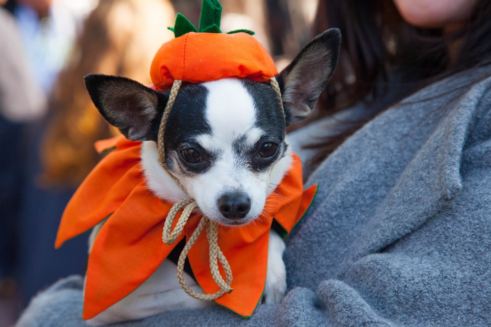 Локальные новости: Спустя 28 лет отменили Tompkins Square Halloween Dog Parade — но его еще можно спасти рис 3
