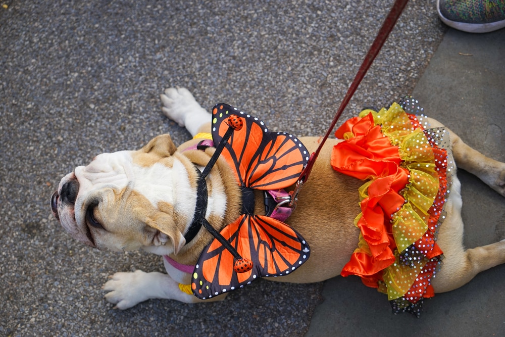 Локальные новости: Спустя 28 лет отменили Tompkins Square Halloween Dog Parade — но его еще можно спасти рис 4