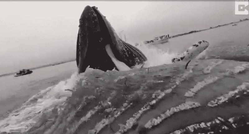 Локальные новости: У берегов Калифорнии гигантский кит вынырнул в дюйме от байдарочника (видео)