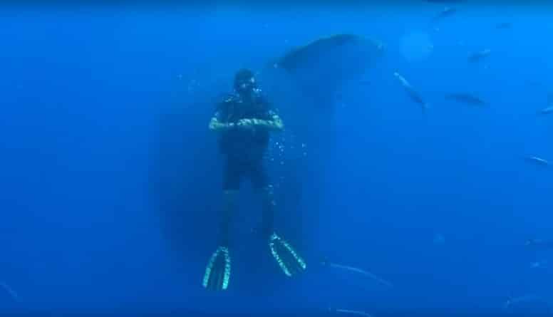 Наука: Тысячи маленьких рыб окружили аквалангиста, чтобы спастись от огромной акулы (видео)