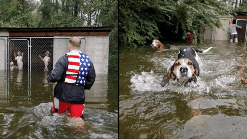 Видео: Волонтер спас 6 запертых в клетках собак от наводнения во время урагана «Флоренс»