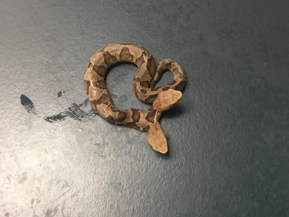 Локальные новости: В руки серпентологов Виргинии попала редкая двуглавая змея
