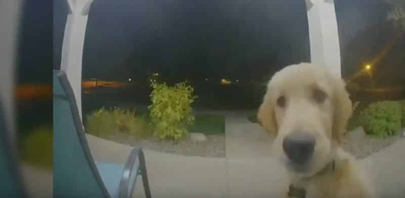 Бизнес: Интернет покорил пес, который сбежал из дома, а вернувшись назад, позвонил в дверь