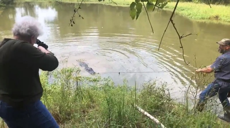 Происшествия: Прабабушка из Техаса с одного выстрела убила 3,6-метрового аллигатора (фото)