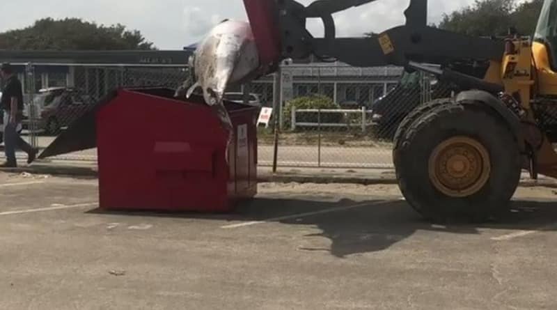 Происшествия: В США рабочие решили погрузить кита в... мусорный бак (видео)