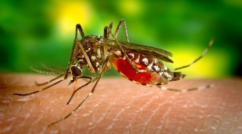 Локальные новости: Комары продолжают разносить в Нью-Йорке лихорадку Западного Нила