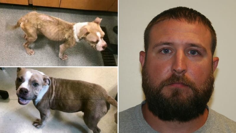 Локальные новости: В Нью-Йорке арестовали мужчину, превратившего свою собаку в живой труп