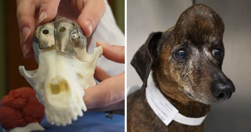 Технологии: Собаке, больной раком, после операции на мозге напечатали на 3D-принтере череп