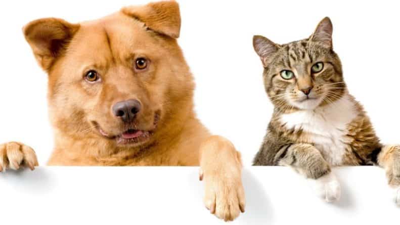 Закон и право: В США собираются на федеральном уровне запретить поедание кошек и собак