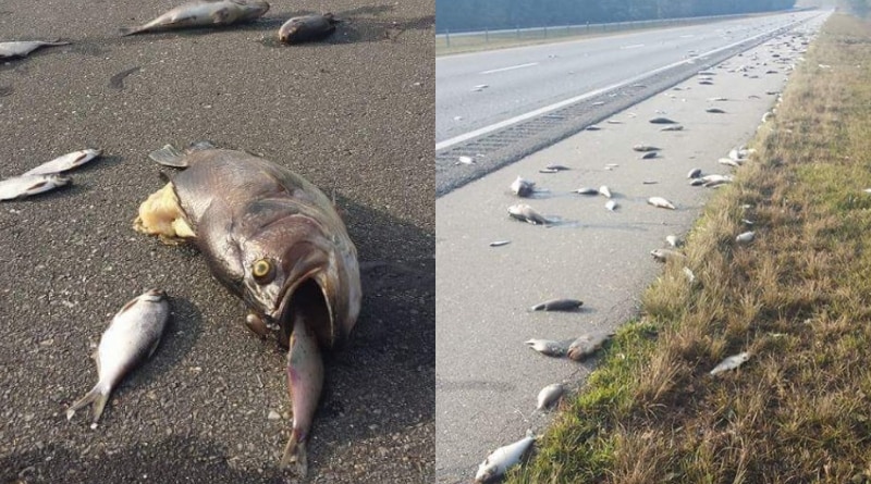 Погода: В США шоссе оказалось покрыто мертвой рыбой после урагана «Флоренс» (фото)