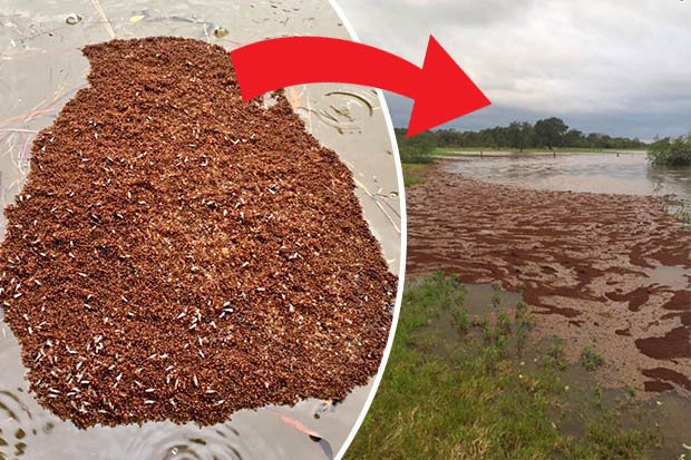 Погода: Миллионы огненных муравьев образуют плавучие «острова», спасаясь от урагана «Флоренс»