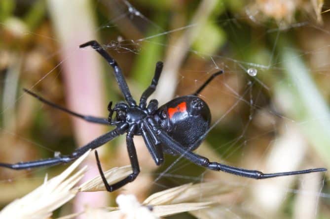Полезное: Почему у пауков, летучих мышей и других жутковатых существ плохая репутация?