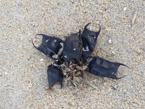 Наука: Странные черные мешочки на побережье Северной Каролины оказались совсем не пластиком