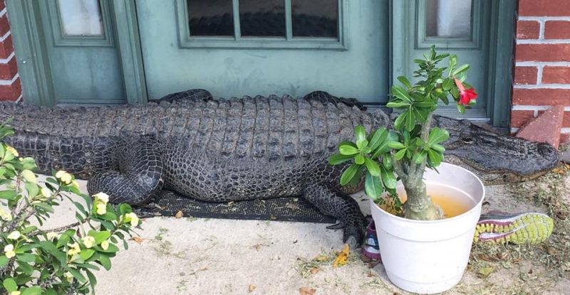 Происшествия: В Луизиане аллигатор «прикинулся» придверным ковриком