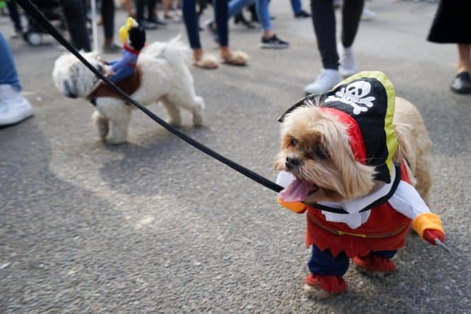 Локальные новости: Tompkins Square Halloween Dog Parade все-таки состоится