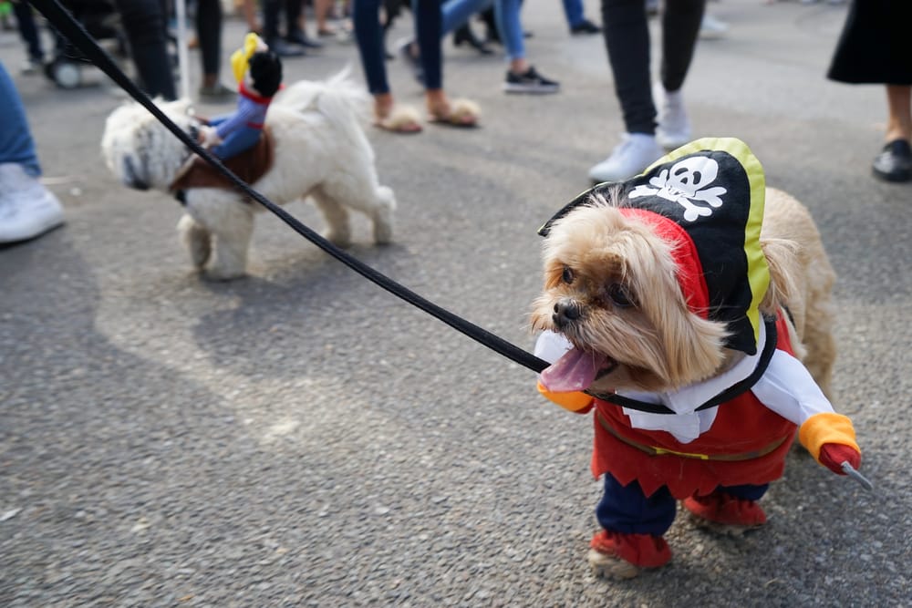 Tompkins Square Halloween Dog Parade всетаки состоится