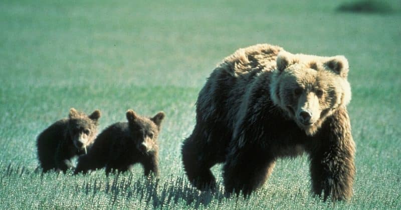 Локальные новости: В Нью-Джерси собираются убить медведицу — мать медвежат, якобы напавшую на человека