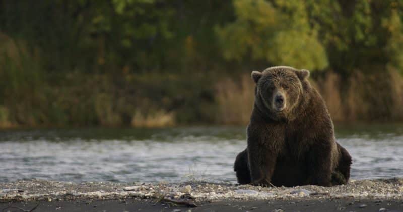 Происшествия: На Аляске охотника придавил медведь, которого он же и подстрелил
