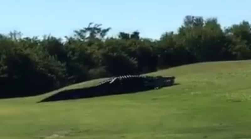 Видео: Гигантский 5-метровый аллигатор замечен на поле для гольфа во Флориде (видео)