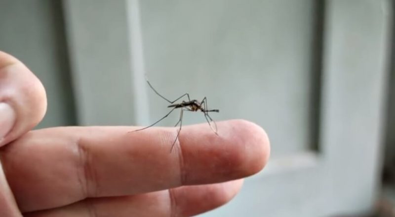 Здоровье: Пострадавший от урагана «Флоренс» регион атаковали полчища гигантских комаров