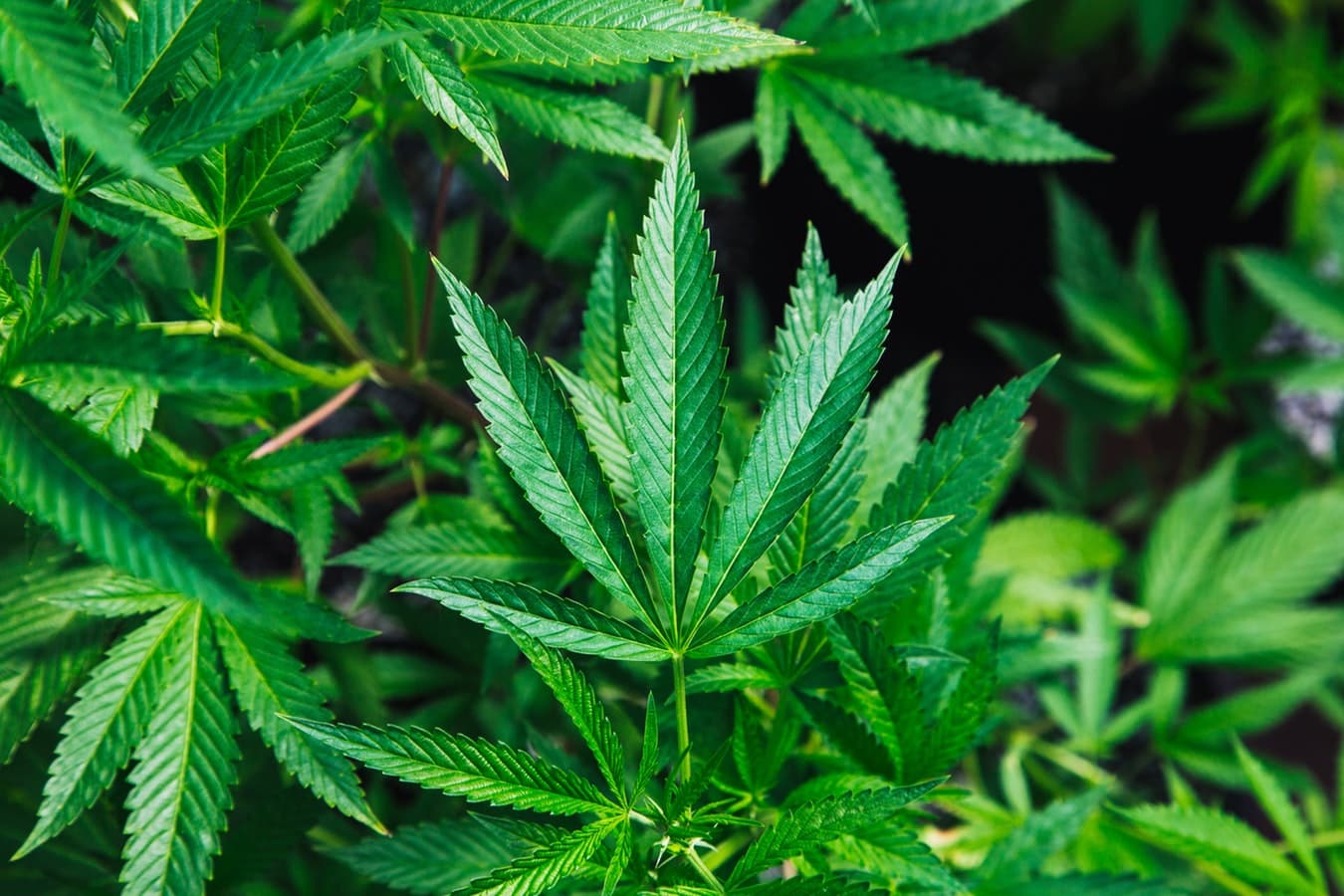 марихуана рост