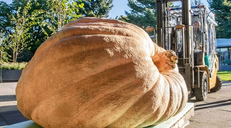 Локальные новости: В Нью-Йорк привезли самую большую тыкву в мире — весом больше тонны (фото)