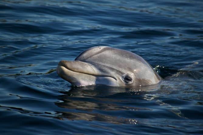 Происшествия: В Калифорнии разыскивают неизвестного, который застрелил дельфина (фото)
