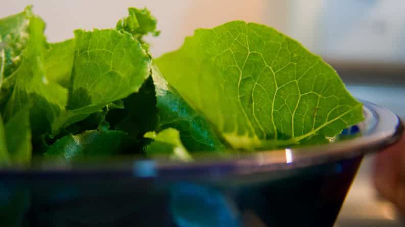 Здоровье: 50 человек в США заразились E. coli, источник инфекции — салат ромэн