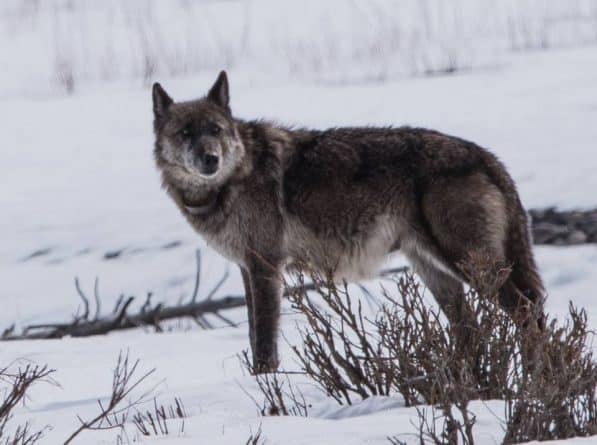 Путешествия: Охотник застрелил самую популярную волчицу штата Монтана