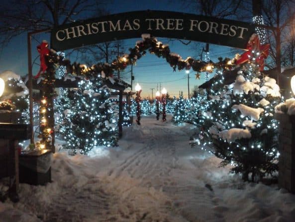 Путешествия: Волшебный лес рождественских елок ждет вас в округе Эри