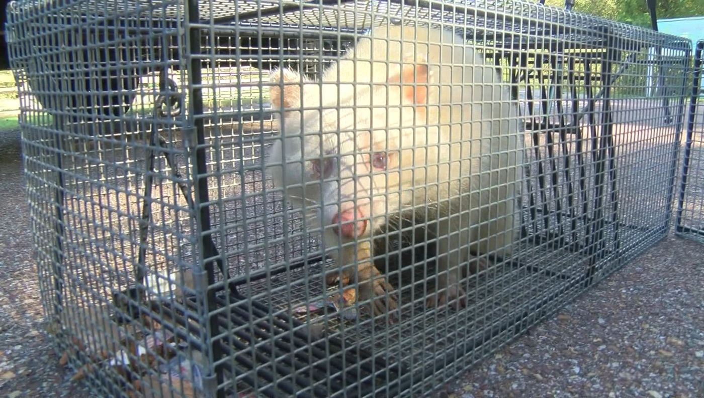 Популярное: В США поймали уникального енота-альбиноса, воровавшего птичий корм (видео)