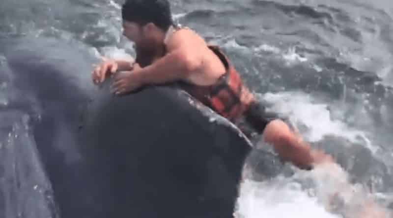 Видео: Смельчак прыгнул киту на спину, чтобы освободить его от веревок (видео)