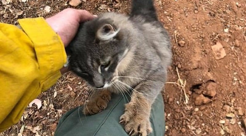 Видео: Кошка, спасенная из сожженного города, залезла на пожарного – и не захотела расставаться с ним (фото)