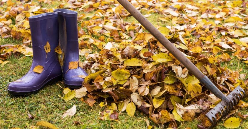 Локальные новости: Pornhub бесплатно уберет опавшую листву в вашем саду